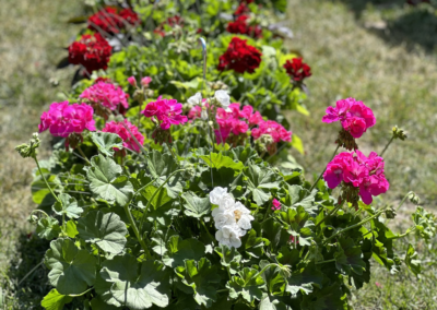 A Close-up Shot of Pink Flowers in Full Bloom